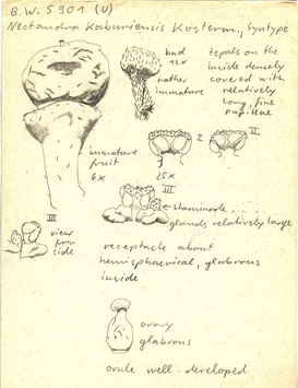 Vorschaubild Nectandra kaburiensis Kosterm.